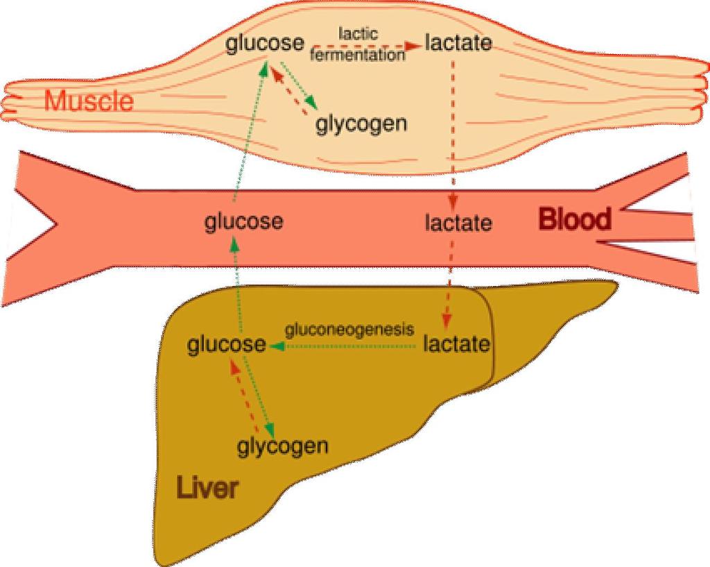 Pyruvate s Options Anaerobic produces Lactate in muscles Cori cycle: converts muscle lactate to glucose in the liver Muscle can then obtain glucose to