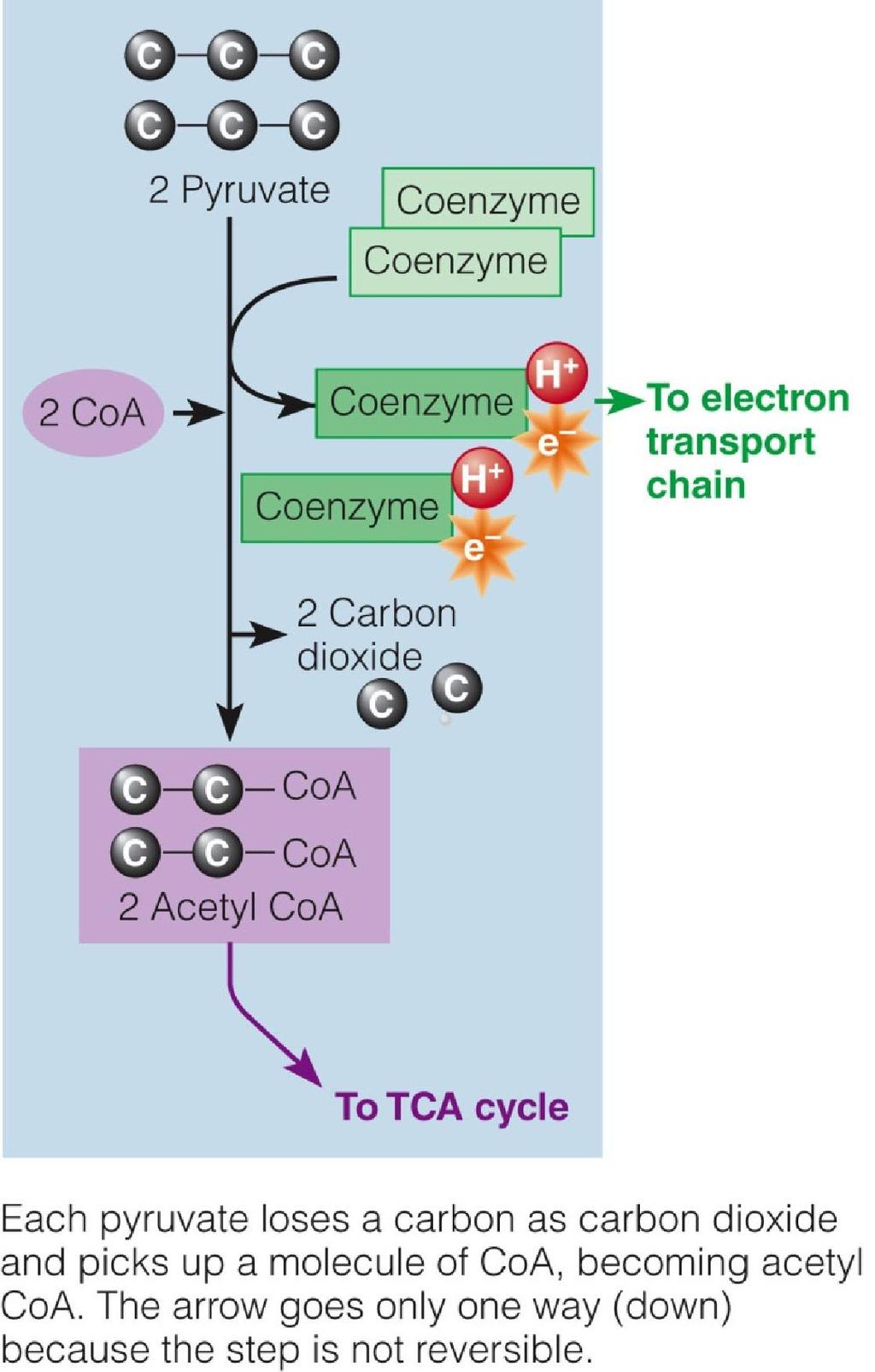 Glycolysis: Pyruvate to Acetyl CoA If cells need energy AND oxygen is available pyruvate