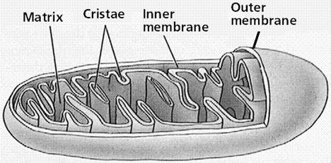 Mitochondria have their own DNA and Ribosomes Matrix contains the TCA cycle (and other) soluble enzymes Inner membrane