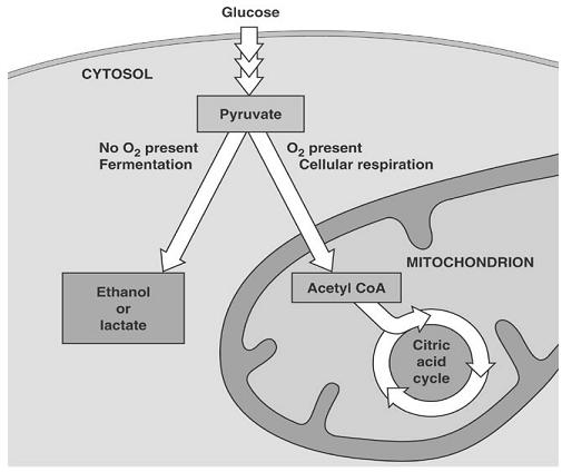 MAIN STEPS OF RESPIRATION The reactions of glucose oxidation can be subdivided into three stages: 1. Glycolysis 2.