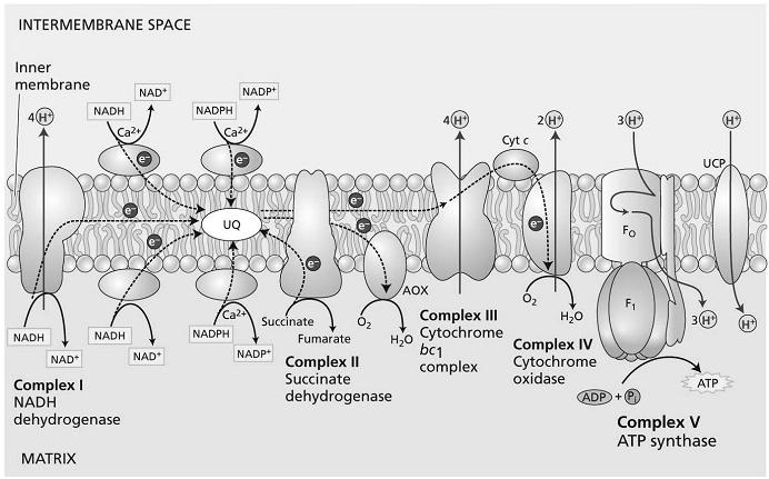 is succinate dehydrogenase (part of the TCA cycle) - complex III is the ubiquinone -cytochrome