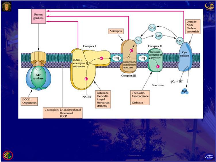 ENERGY PRODUCTION Site/Process Quantity ADP/O ATP Glycolysis 2 ATP TCA Cycle 2 ATP Cytosol 2 NADH 2.5 Mitochondrial Matrix 8 NADH 2.5 Mitochondrial Matrix 2 FADH2 1.
