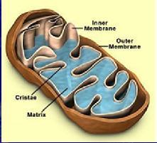 Where does the respiration take place? 2. THE SITE OF RESPIRATION 1. Mitochondria are the main site of ATP synthesis in eukaryote cells and as such are vital for the health and survival of the cell 2.