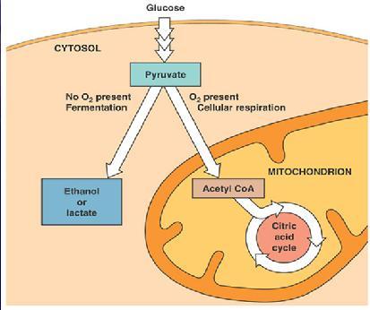 What are the stages of glucose oxidation? 3. MAIN STEPS OF RESPIRATION The reactions of glucose oxidation can be subdivided into three stages: 1. Glycolysis 2.