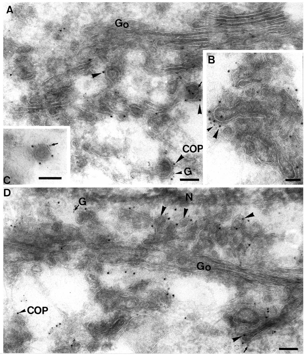 Immunocytochemical localization of β-cop 2849 Fig. 8. Co-localization of G protein and β-cop at 15 C. Following the 39.5 C treatment infected vero cells were shifted to 15 C for 2 hours.