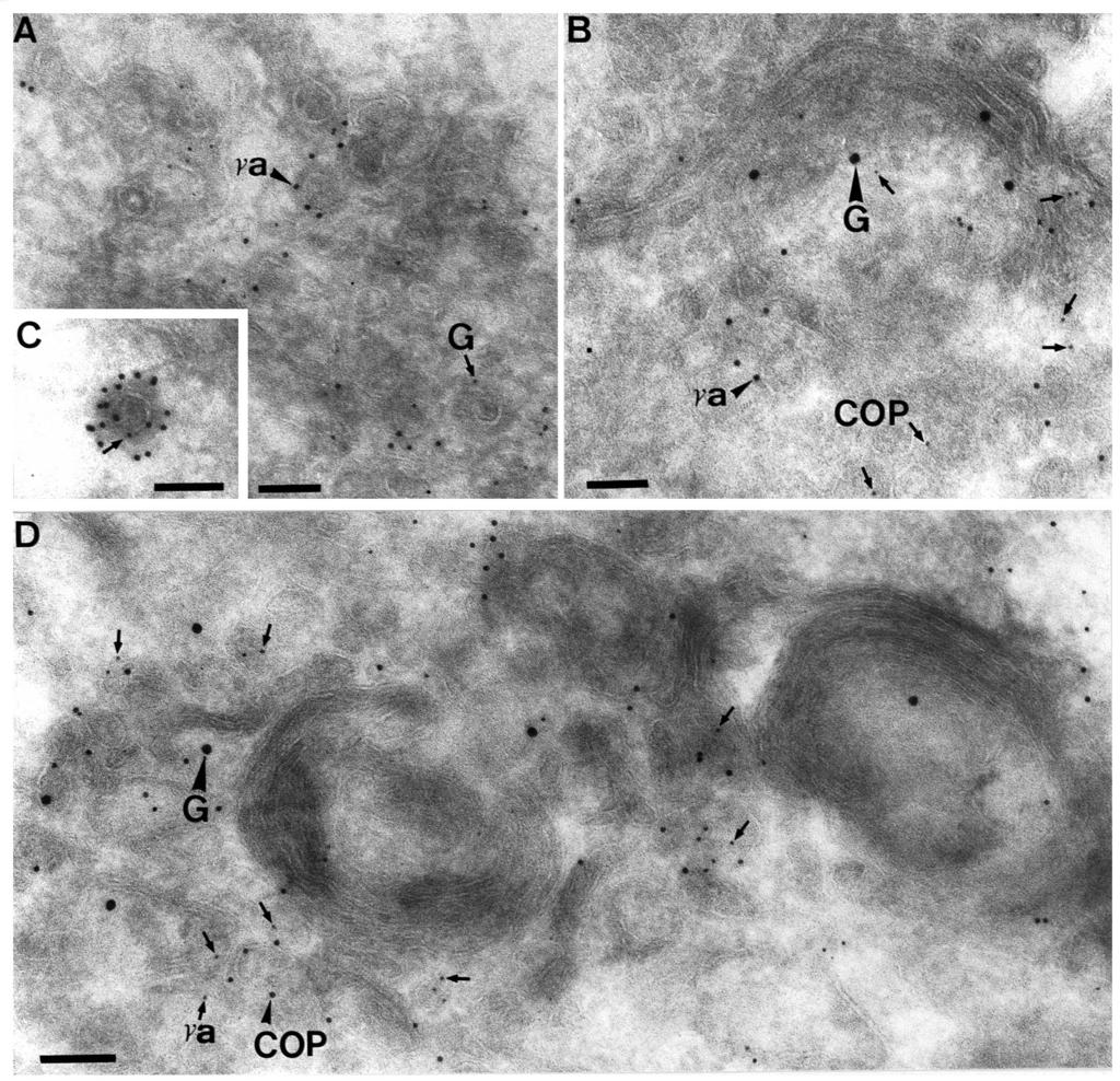 2852 G. Griffiths and others Fig. 11. Double and triple labelling of infected Vero cells at 20 C.