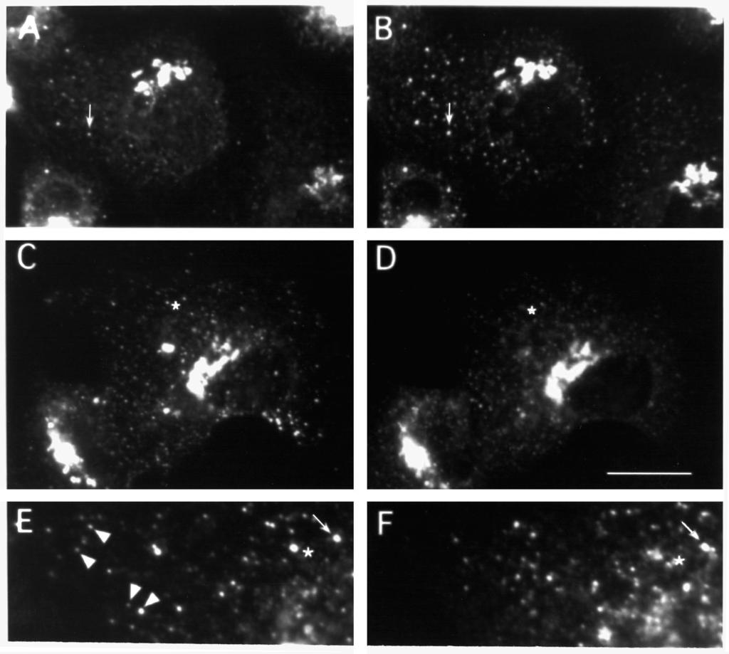 Immunocytochemical localization of β-cop 2843 Fig. 2. Transport of ts-o45-g out of the TGN. Vero cells infected with ts-o45 VSV at 39.5 C for 2.5 hours were further incubated for 2.