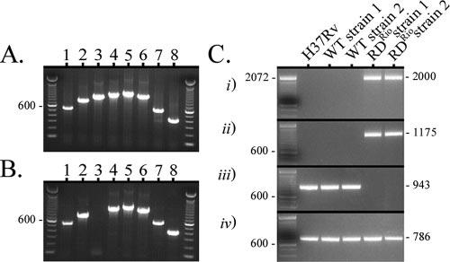 3894 LAZZARINI ET AL. J. CLIN. MICROBIOL. FIG. 1. PCR for RD loci in MTC strains from Rio de Janeiro. (A) MTC PCR typing panel result for a typical WT M.