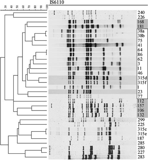 VOL. 45, 2007 M. TUBERCULOSIS GENOTYPES IN RIO DE JANEIRO 3897 FIG. 5. M. tuberculosis RD Rio strains group together in phylogenetic analysis of IS6110-RFLP fingerprint data.