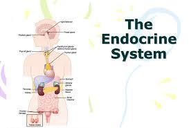 Morphology of the endocrine