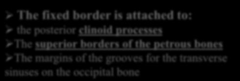 has: an inner free border an outer attached or fixed border Divides the