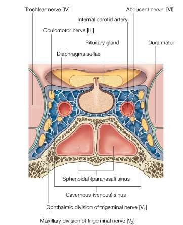 sinuses Important Structures Associated With the Cavernous Sinuses 1-The