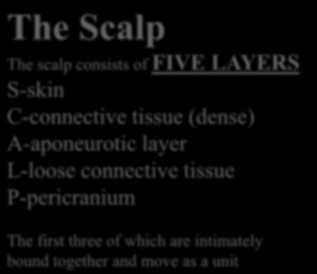 The Scalp The scalp consists of FIVE LAYERS S-skin