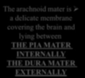 2-Arachnoid Mater of the Brain The arachnoid mater