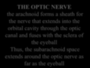 canal and fuses with the sclera of the eyeball Thus, the