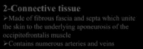 2-Connective tissue Made of fibrous fascia and