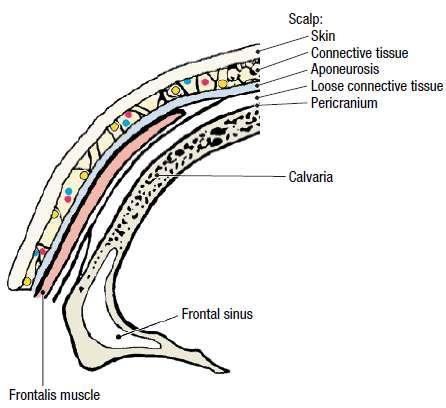 aponeurosis of the occipitofrontalis muscle