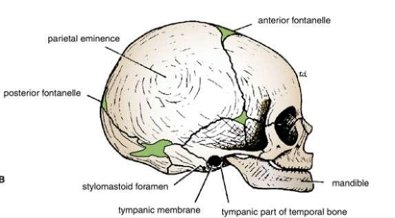 Clinical Features of the Neonatal Skull FONTANELLES Palpation of the fontanelles enables the physician to determine 1-The progress of growth in