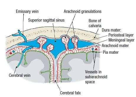 1-DURA MATER OF THE BRAIN Made of two layers: a-the endosteal layer b-the meningeal layer