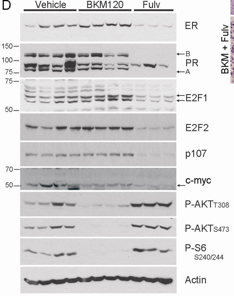 Combined inhibition of ER and PI3K induces complete regressions of