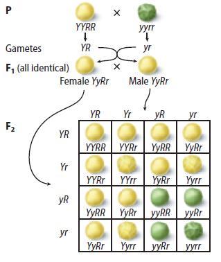 Punnett Squares Punnett square dihybrid cross Four types of alleles from the male gametes and four