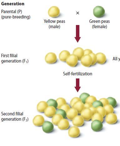 The Inheritance of Traits F 1 and F 2 generations The offspring of this P cross are called the first filial (F 1 ) generation.