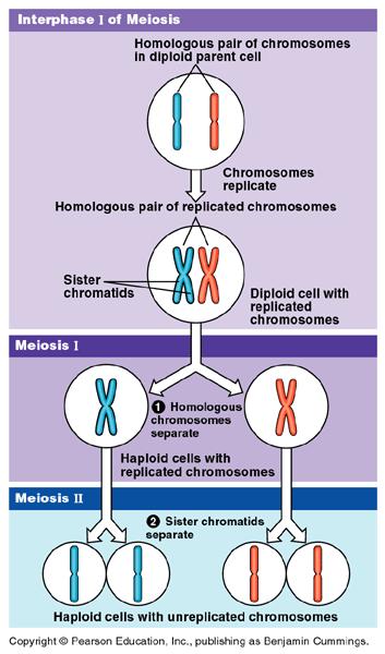 Law of Segregation During which stage of meiosis do homologous chromosomes