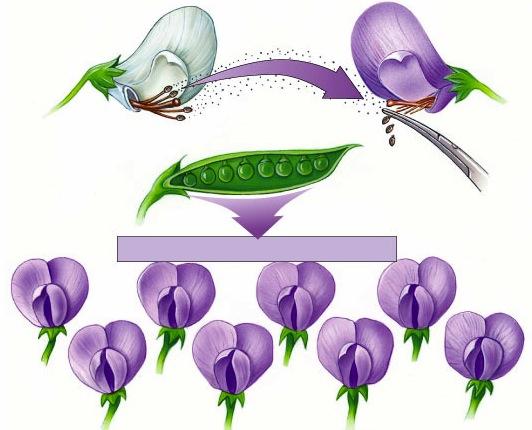 Mendel s Experiment let plants selfpollinate produce true breeding parents (P) cross-pollinate to produce the first generation F 1 (F = filial, son ) allowed offspring