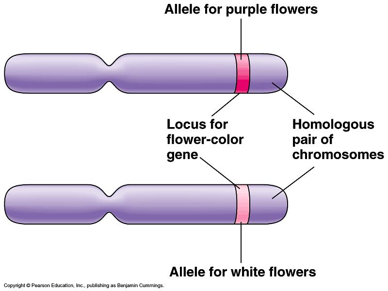 What did Mendel s findings mean? Traits come in alternative versions called alleles (purple vs.