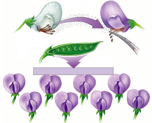 Mendel s work Bred pea plants cross-pollinate true breeding parents (P) P = parental raised seed & then observed traits (F 1 ) F = filial allowed offspring to