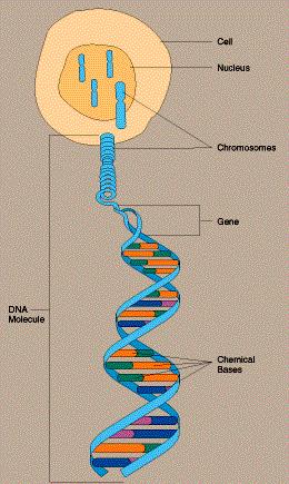 Genetic Inheritance Genes are arranged along chromosomes Genes code for enzymes, blood groups,