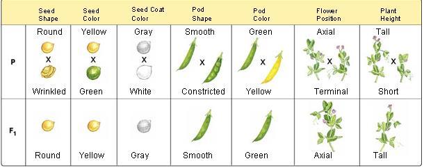 A specific characteristic is called a trait Mendel in peas.