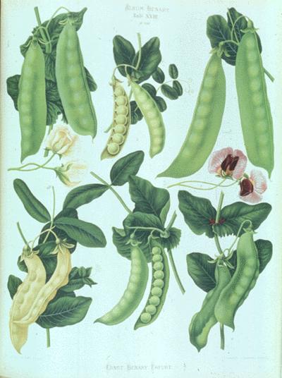 Mendel worked with Peas (Pisum sativum) Commercially available throughout Europe Easy to grow and mature quickly Sexual organs of plant enclosed