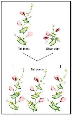 Results of the Monohybrid Cross (F1 generation) Expected to obtain plants of medium height Instead, found 100% of the plants were tall Concluded that trait for tall