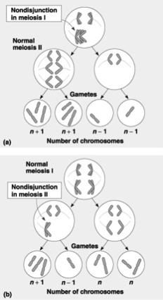 Chromosoml muttions ltertions of chromosome numer ltered chromosome numer neuploidy Polyploidy Nondisjunction occurs where chromosomes or chromtids do not seprte properly during telophse of meiosis.