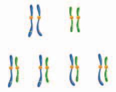 P p Y y Mendel concluded that the factors for individual characteristics are not connected. Recall that the random separation of homologous chromosomes is called independent assortment.