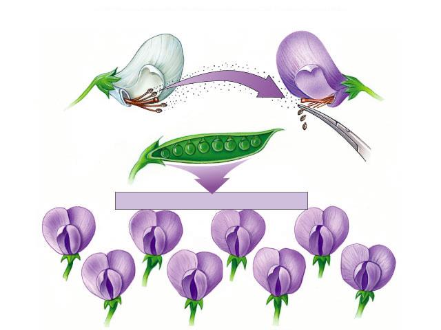 Mendel s work Bred pea plants u cross-pollinate true breeding parents (P) P = parental u raised seed & then observed traits (F 1 ) F = filial (kids) u allowed offspring to