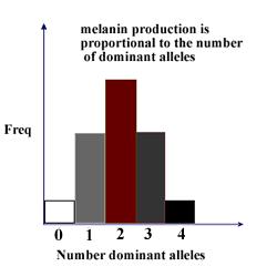Polygenes Polygenes have an additive effect the more dominants you have,