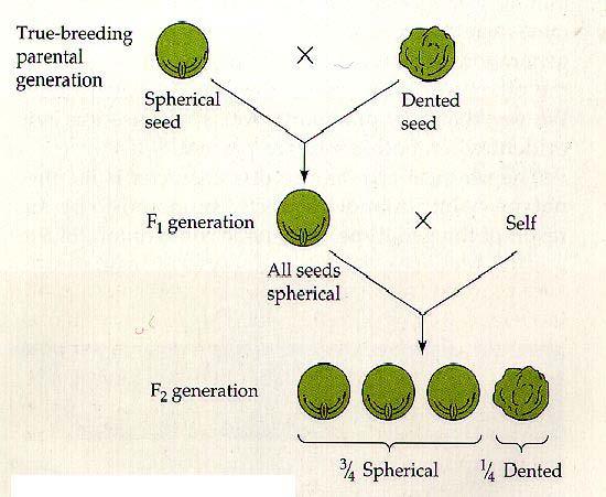 Mendel s First Experiment What are the genotypes for each seed?