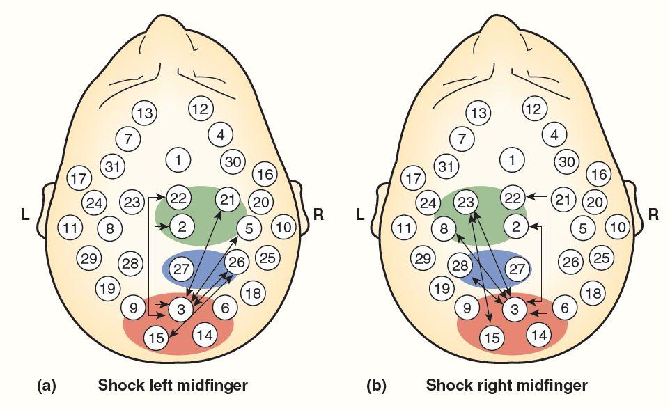 The Neural Basis of Consciousness Figure 15.17: Synchronized Activity Among Areas Involved in Awareness Learning.