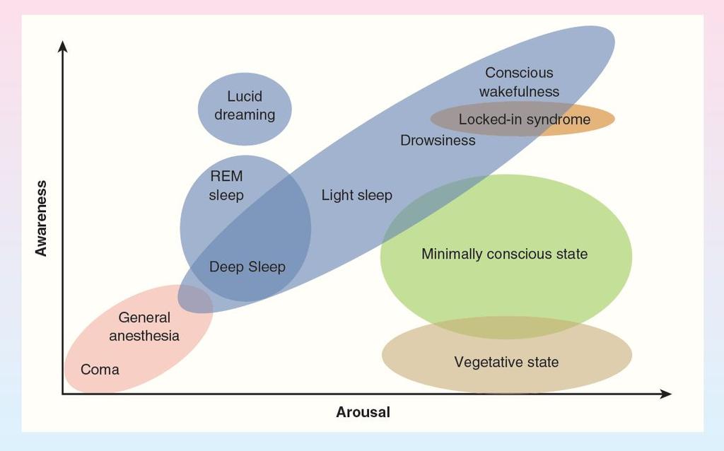 The Neural Basis of Consciousness Figure 15.28: Awareness and Arousal in Normal and Impaired Consciousness.