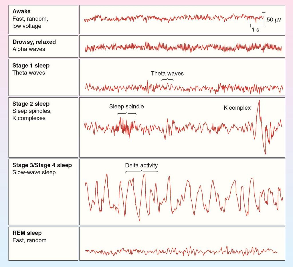 Sleep and Dreaming Electroencephalogram (EEG) measurement Awake: Beta waves (alertness) * Figure 15.