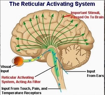 and cerebellum, and mediating the overall level