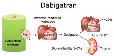 Extent of renal excretion varies