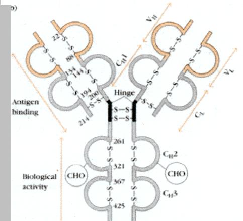 Immunoglobulin Domain Structure 1. Domains a) V L & C L b) V H & C H1 - C H3 (or C H4 ) 2.