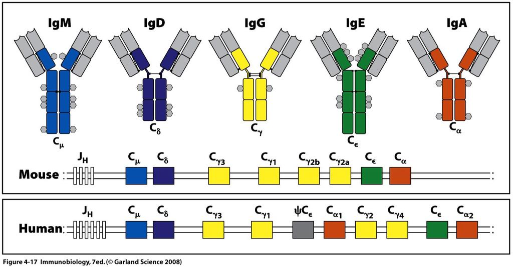 Class Switch Recombination: Switching to IgG, IgE, and IgA requires DNA