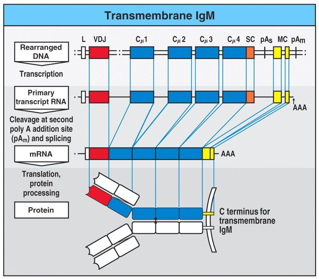 Transmembrane & secreted forms of Igs are derived from