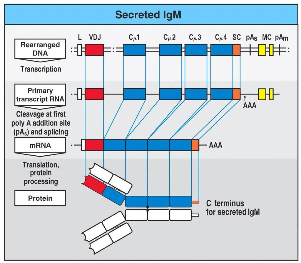 Transmembrane & secreted forms of Igs are derived from