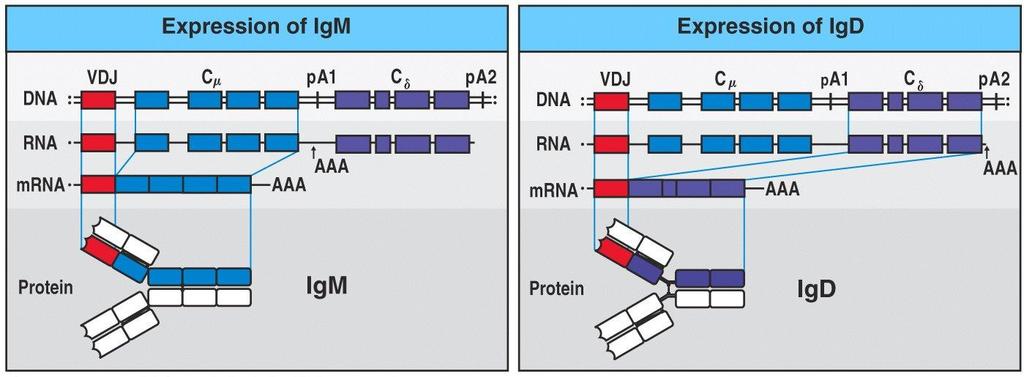The expression of IgM versus IgD is regulated by RNA processing events