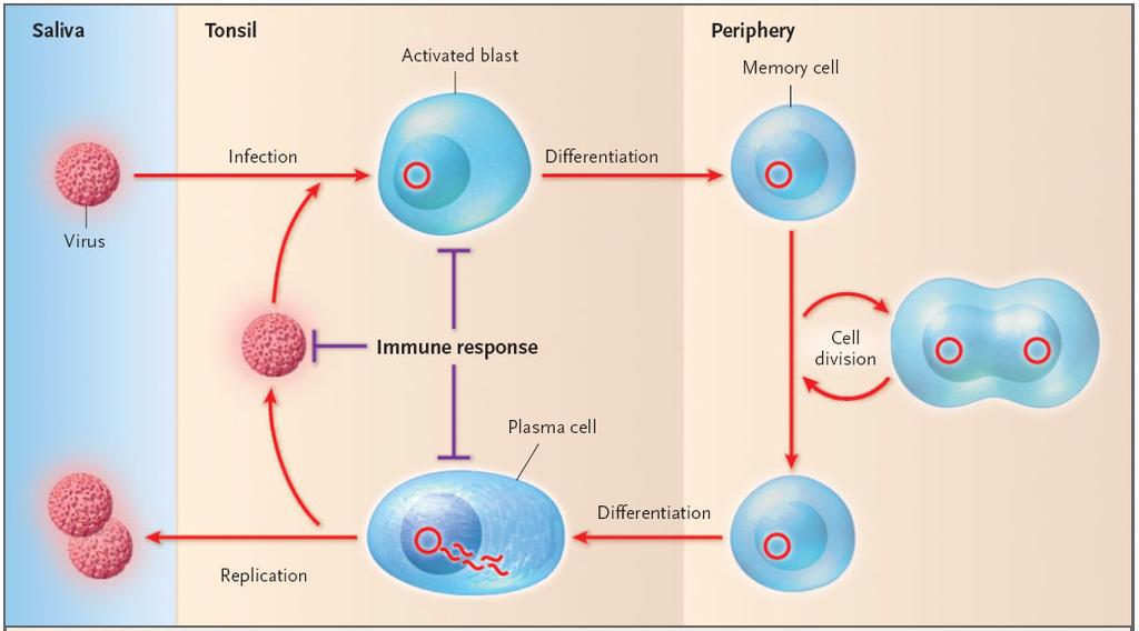 Persistent EBV infection Memory cells constantly re-circulate between blood and tonsils Can proliferate and undergo terminal